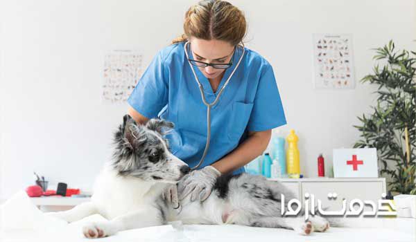 غذای مناسب برای نگهداری حیوانات 