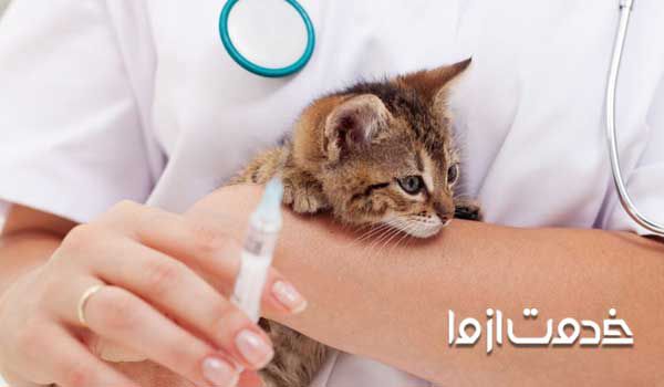 نگهداری از گربه