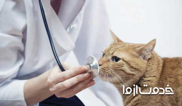  برخی از حیوانات هزینه نگهداری بیشتری دارند مانند هزینه نگهداری گربه بنابراین در هنگام انتخاب حیوان خانگی بیشتر دقت کنید. مرکز نگهداری حیوانات خانگی در مشهد نیز از محبوبیت بیشتری برخوردار است.