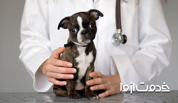 معاینه حیوانات