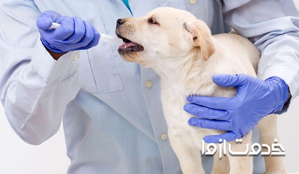 واکسن حیوانات