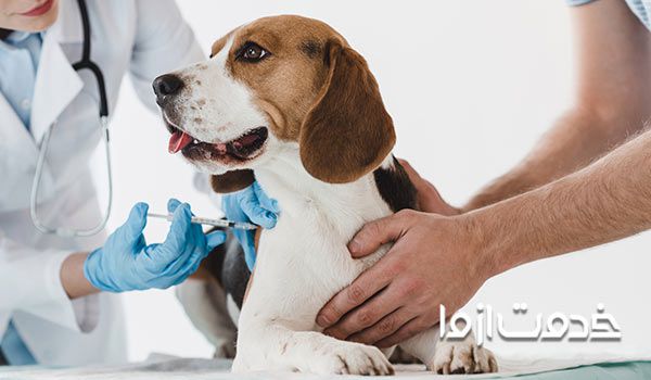 قیمت واکسن سگ