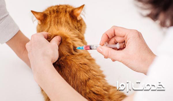 هزینه واکسن گربه