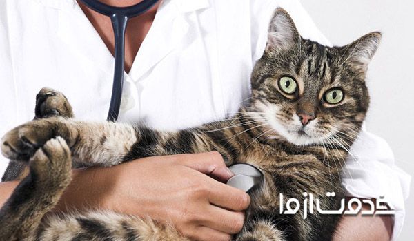 هزینه عقیم سازی گربه