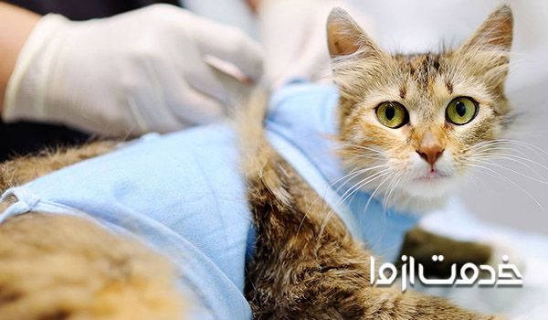 هزینه عقیم سازی سگ نر