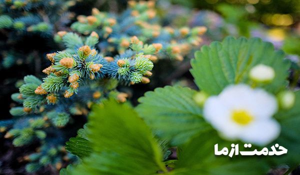 طراحی فضای سبز ویلا