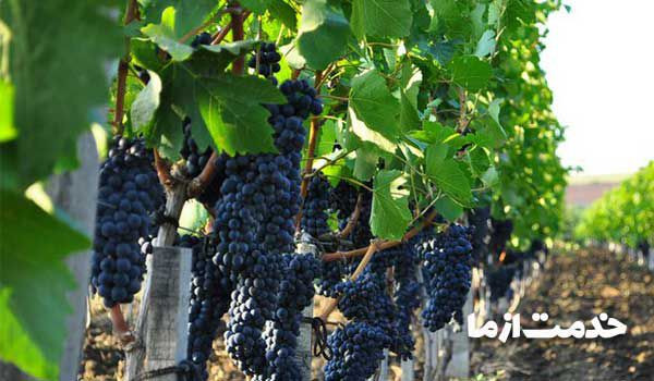 بهبود کود برای رشد سریع درخت انگور