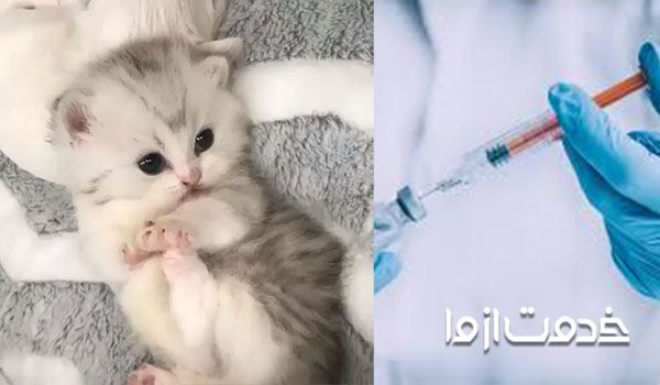 برنامه واکسیناسیون بچه گربه - مراقبت بعد از واکسیناسیون بچه گربه