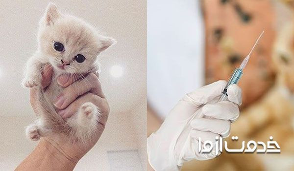 برنامه اصلی و تنظیم شده برای واکسیناسیون بچه گربه