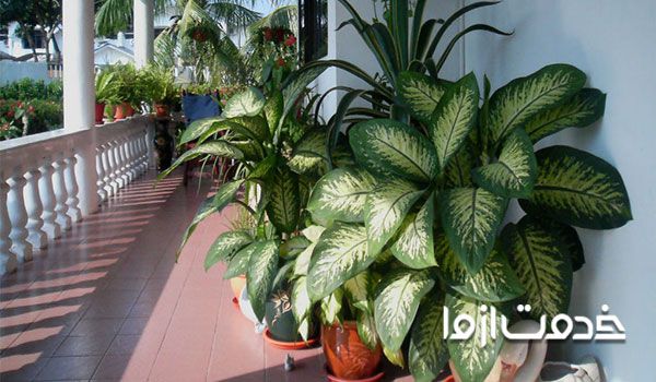 علائم تشنگی گیاه دیفن باخیا