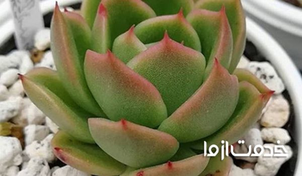 گیاهانی که به نور زیاد نیاز دارند