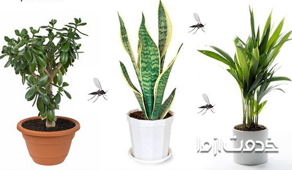 روشهای مناسب برای از بین بردن پشه گلدان