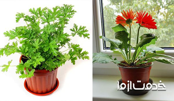 تمیز کردن زیرگلدانی برای از بین بردن پشه گلدان