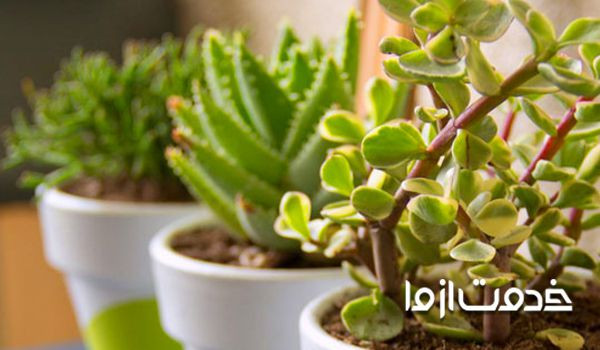 بررسی وضعیت گلدان بصورت هفتگی برای از بین بردن پشه گلدان