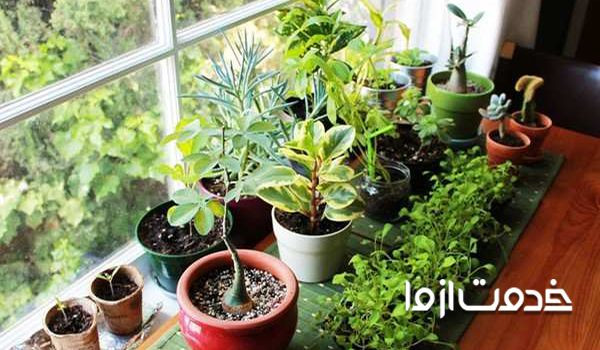 خشک نگهداشتن خاک برای از بین بردن پشه گلدان