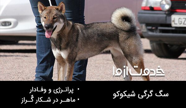 عکس سگ گرگی شیکوکو