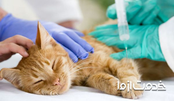 روش اتانازی حیوانات