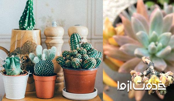 قسمت شته زده انواع کاکتوس را از آن جدا کنید.
