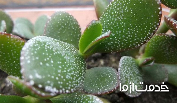 مشکلات کاکتوس- سفیدک روی کاکتوس