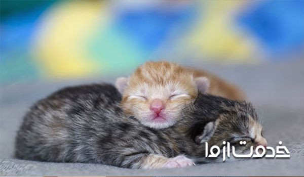 بچه گربه تا چند ماهگی شیر مادر میخورد