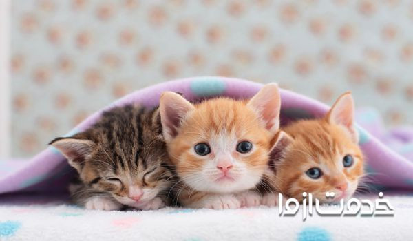 نگهداری از بچه گربه - گرم نگهداشتن بچه گربه