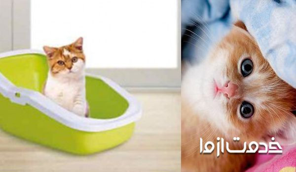 نگهداری از بچه گربه - کمک به عمل دفع بچه گربه