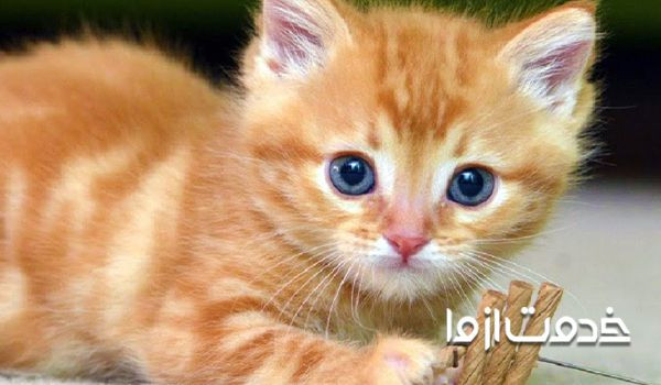 حساسیتهای نگهداری از بچه گربه بعد از دو ماهگی