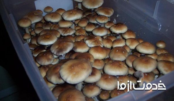 مهمترین نکات پرورش قارچ