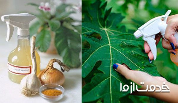 سیر برای تهیه آفت کشهای خانگی