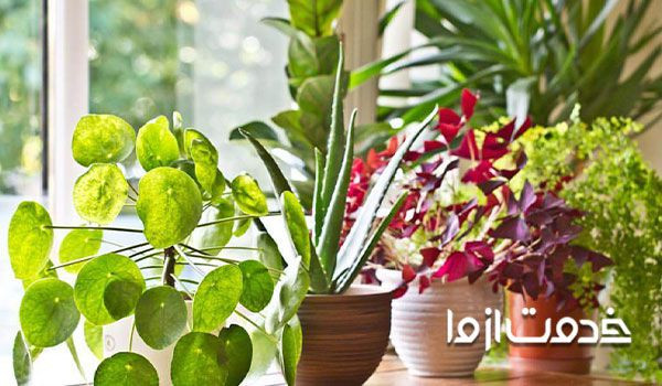 کاربرد شیر در تهیه آفت کش های ارگانیک