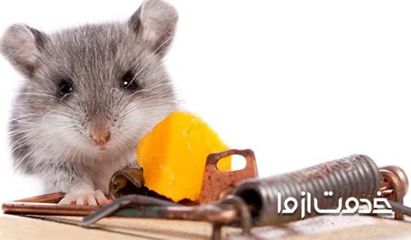روش های از بین بردن موش