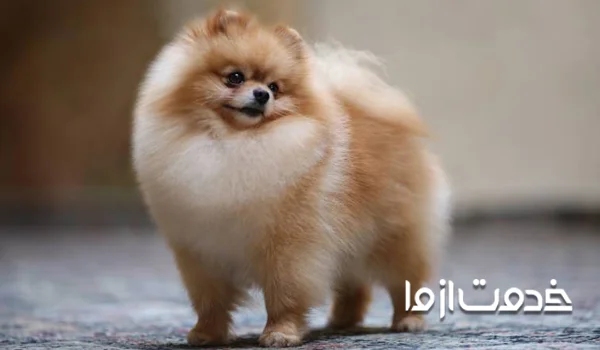 آموزش تنها ماندن در خانه