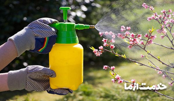 سمپاشی گیاهان آپارتمانی