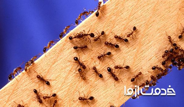 از بین بردن مورچه های خیلی ریز