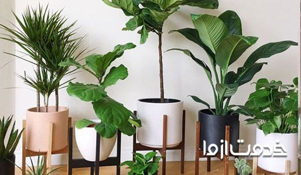 تمیز کردن گیاهان آپارتمانی