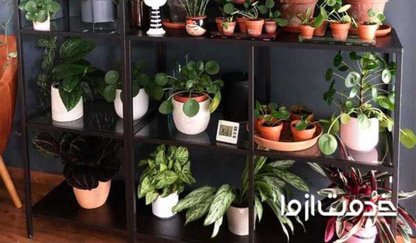 نمونه ای از بهترین گیاهان آپارتمانی مقاوم