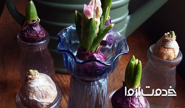 روش نگهداری پیاز گل سنبل برای سال بعد بذر گل سنبل کاشت گل سنبل برای عید