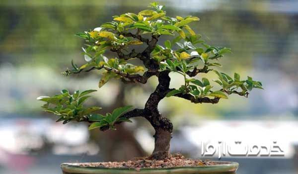 روش نگهداری بن سای در خانه طریقه اب دادن گل بن سای پرورش بن سای
