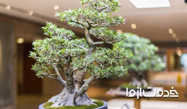 انواع درخت بونسای بونسای نخرید خاصیت گل بونسای بونسای جنسینگ