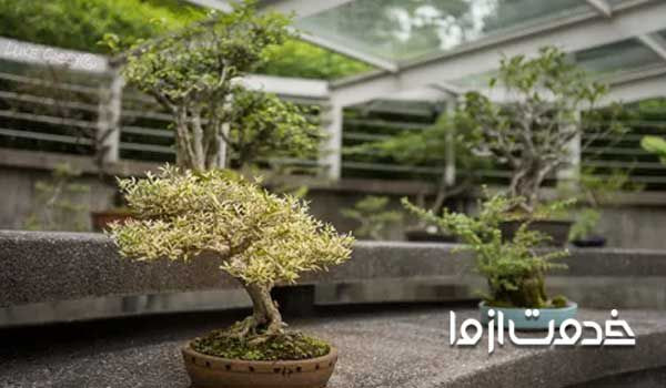 مراقبت و نگهداری از بونسای bonsai بونسای نخرید ساخت بونسای