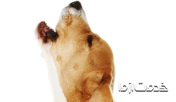 علت زوزه کشیدن سگ در شب