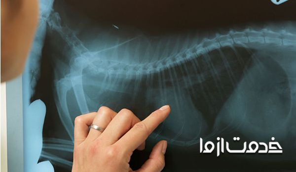 رادیولوژی حیوانات