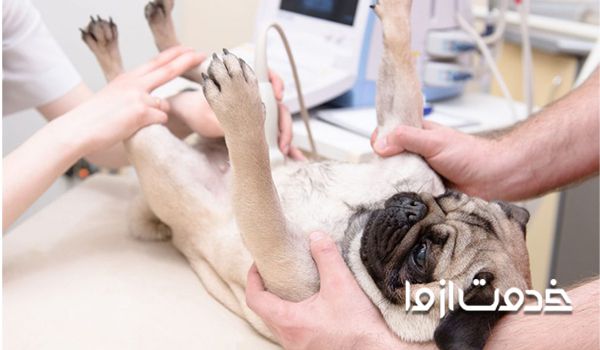 قیمت رادیولوژی حیوانات